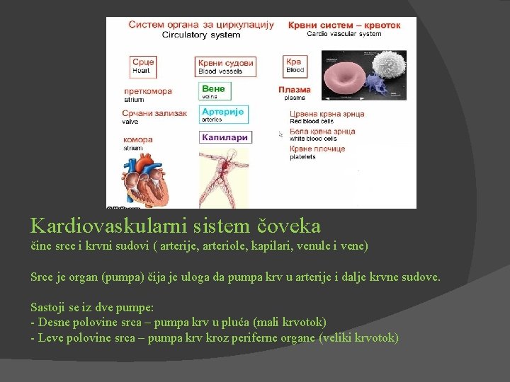 Kardiovaskularni sistem čoveka čine srce i krvni sudovi ( arterije, arteriole, kapilari, venule i