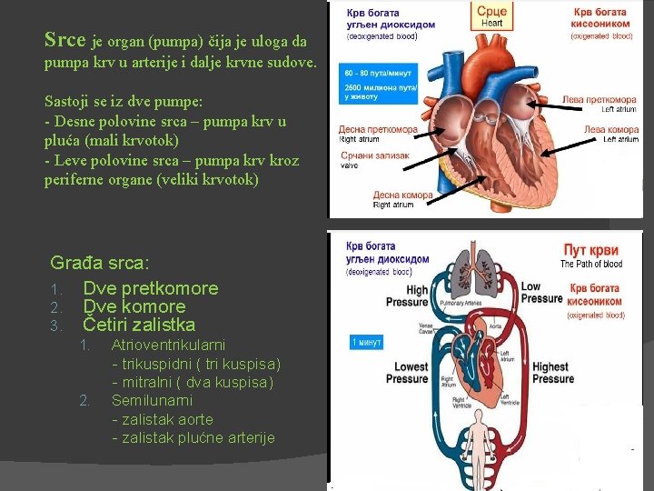 Srce je organ (pumpa) čija je uloga da pumpa krv u arterije i dalje