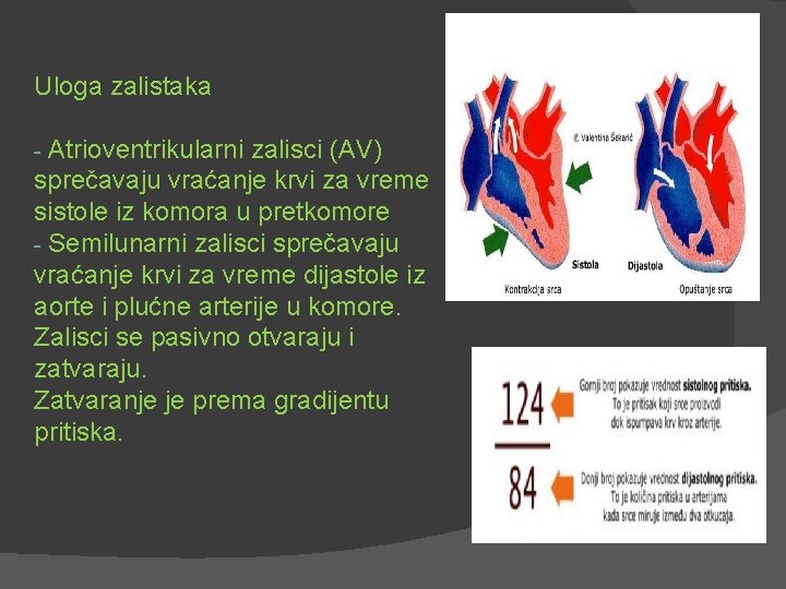 Uloga zalistaka Atrioventrikularni zalisci (AV) sprečavaju vraćanje krvi za vreme sistole iz komora u