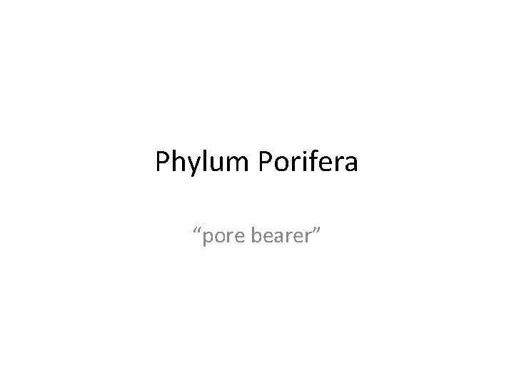Phylum Porifera “pore bearer” 