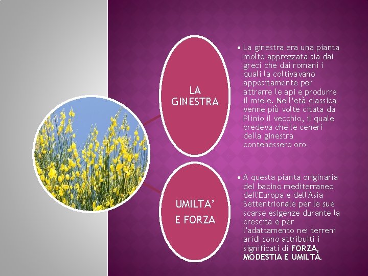 LA GINESTRA UMILTA’ E FORZA • La ginestra era una pianta molto apprezzata sia