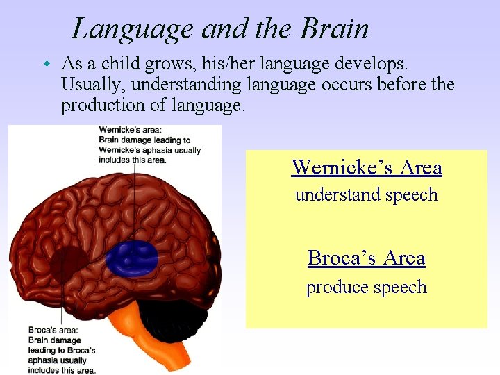 Language and the Brain w As a child grows, his/her language develops. Usually, understanding