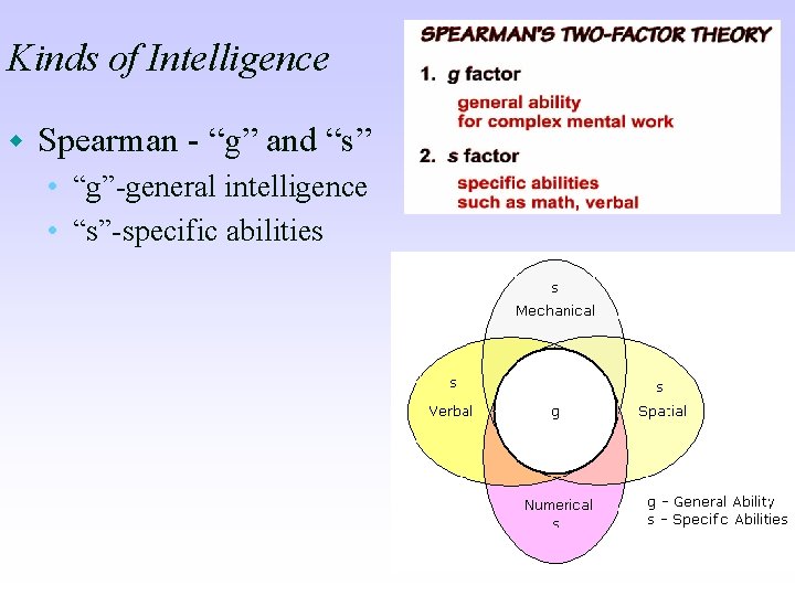 Kinds of Intelligence w Spearman - “g” and “s” • “g”-general intelligence • “s”-specific