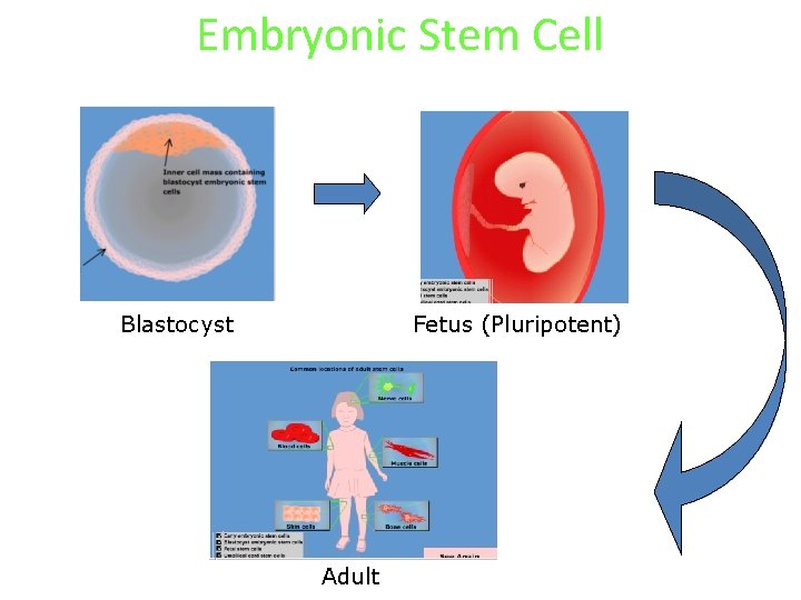 Embryonic Stem Cell Blastocyst Fetus (Pluripotent) Adult 