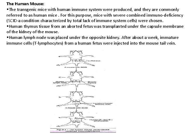 The Human Mouse: §The transgenic mice with human immune system were produced, and they