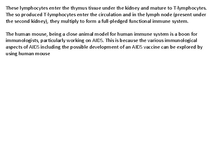 These lymphocytes enter the thymus tissue under the kidney and mature to T lymphocytes.