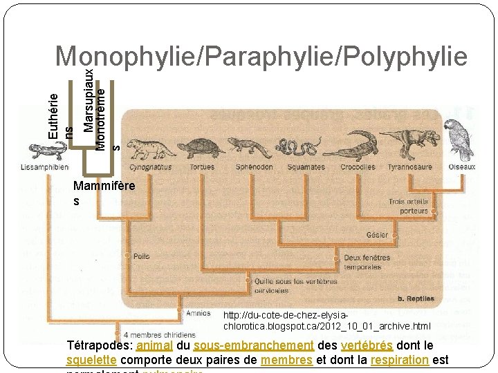 Marsupiaux Monotrème s Euthérie ns Monophylie/Paraphylie/Polyphylie Mammifère s http: //du-cote-de-chez-elysiachlorotica. blogspot. ca/2012_10_01_archive. html Tétrapodes: