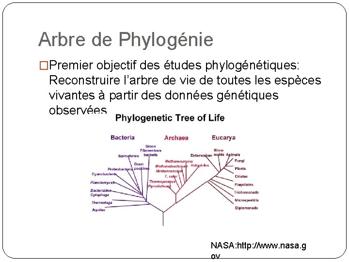 Arbre de Phylogénie �Premier objectif des études phylogénétiques: Reconstruire l’arbre de vie de toutes