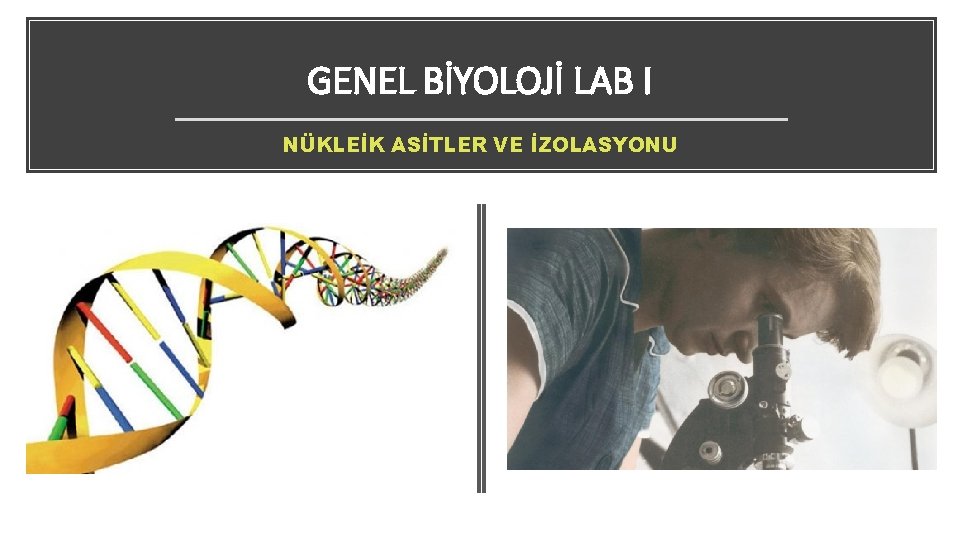 GENEL BİYOLOJİ LAB I NÜKLEİK ASİTLER VE İZOLASYONU 