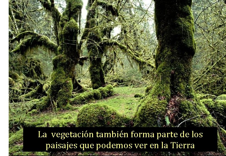 La vegetación también forma parte de los paisajes que podemos ver en la Tierra