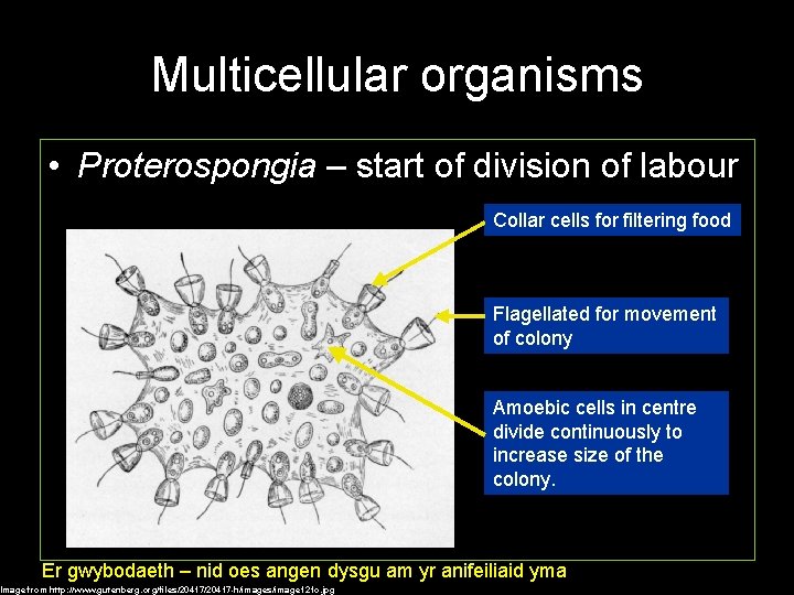 Multicellular organisms • Proterospongia – start of division of labour Collar cells for filtering