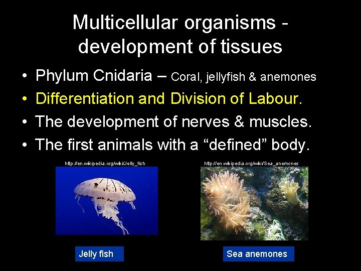 Multicellular organisms development of tissues • • Phylum Cnidaria – Coral, jellyfish & anemones