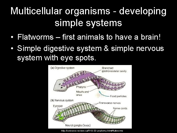 Multicellular organisms - developing simple systems • Flatworms – first animals to have a