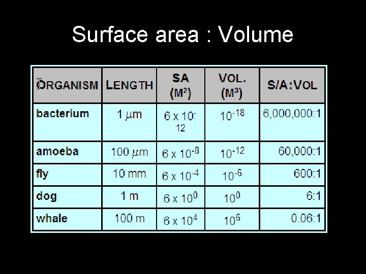 Surface area : Volume 