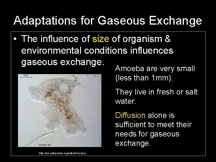Adaptations for Gaseous Exchange • The influence of size of organism & environmental conditions