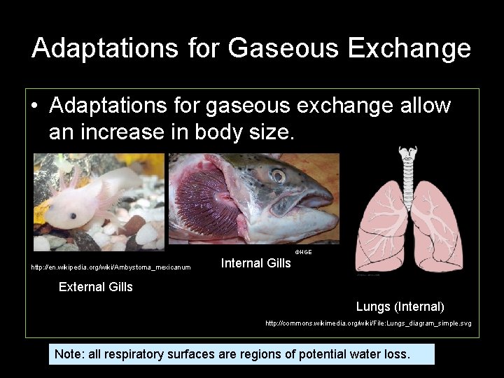 Adaptations for Gaseous Exchange • Adaptations for gaseous exchange allow an increase in body