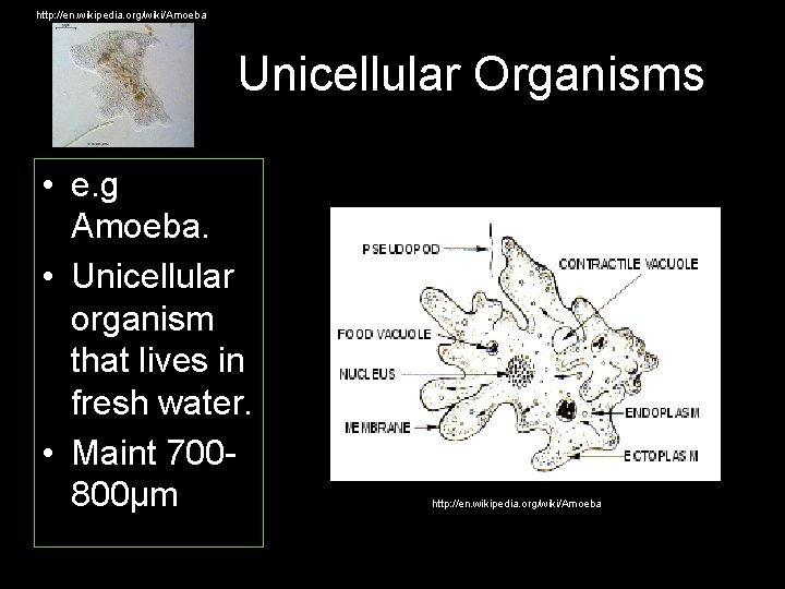 http: //en. wikipedia. org/wiki/Amoeba Unicellular Organisms • e. g Amoeba. • Unicellular organism that