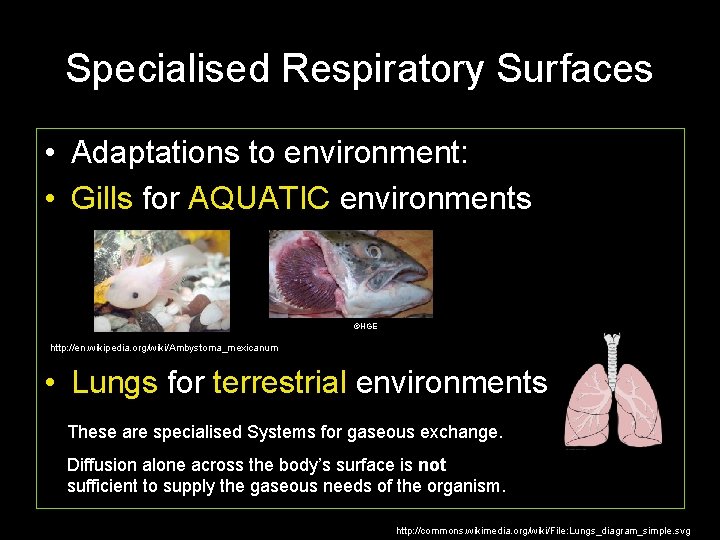 Specialised Respiratory Surfaces • Adaptations to environment: • Gills for AQUATIC environments ©HGE http: