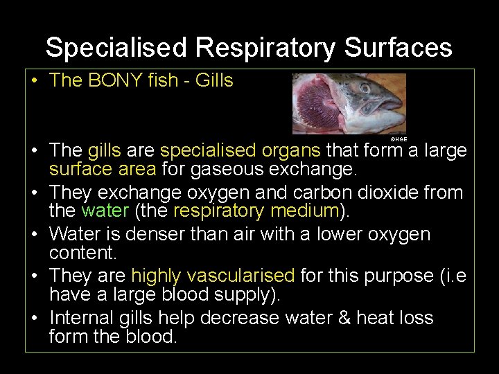 Specialised Respiratory Surfaces • The BONY fish - Gills ©HGE • The gills are