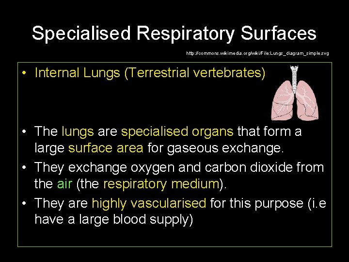 Specialised Respiratory Surfaces http: //commons. wikimedia. org/wiki/File: Lungs_diagram_simple. svg • Internal Lungs (Terrestrial vertebrates)
