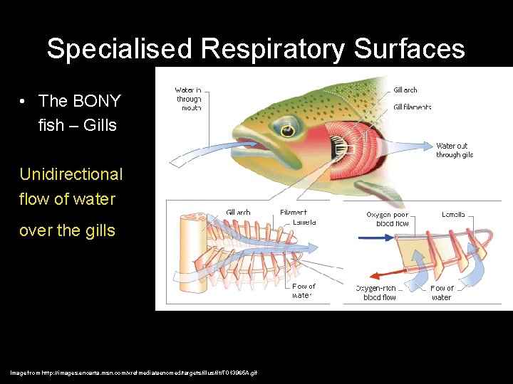 Specialised Respiratory Surfaces • The BONY fish – Gills Unidirectional flow of water over