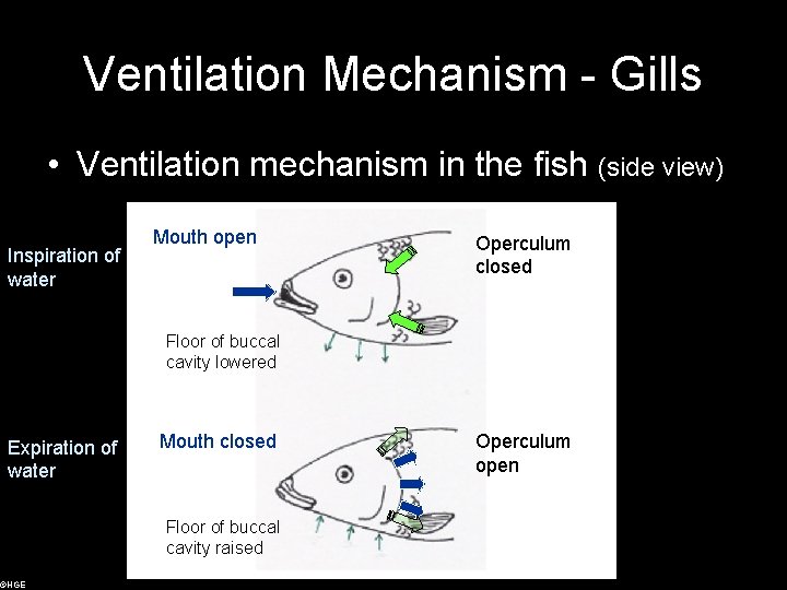 Ventilation Mechanism - Gills • Ventilation mechanism in the fish (side view) Inspiration of