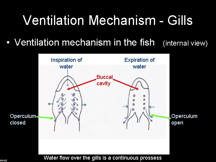 Ventilation Mechanism - Gills • Ventilation mechanism in the fish ©HGE Inspiration of water