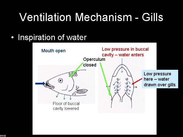 ©HGE Ventilation Mechanism - Gills • Inspiration of water Mouth open Low pressure in