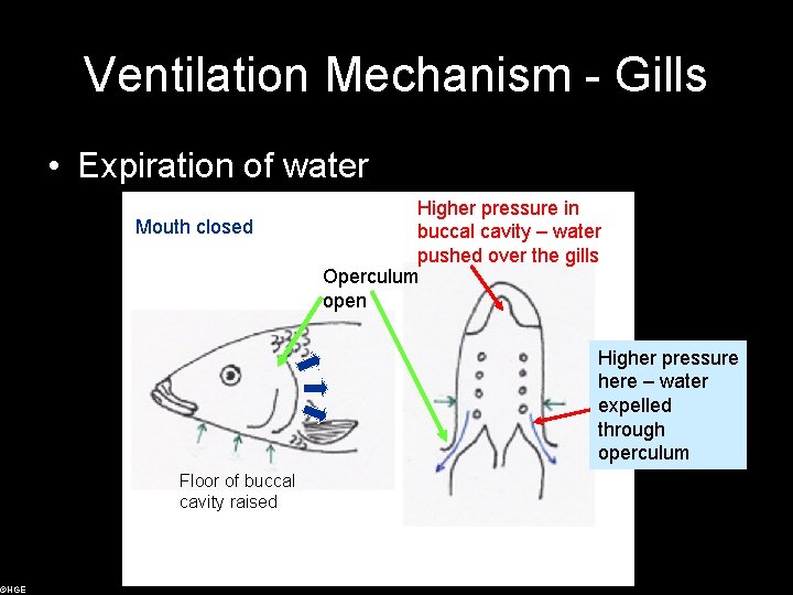 ©HGE Ventilation Mechanism - Gills • Expiration of water Mouth closed Higher pressure in