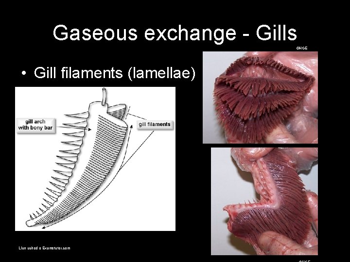 Gaseous exchange - Gills ©HGE • Gill filaments (lamellae) Llun uchod o Examstutor. com