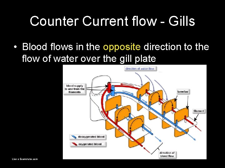 Counter Current flow - Gills • Blood flows in the opposite direction to the