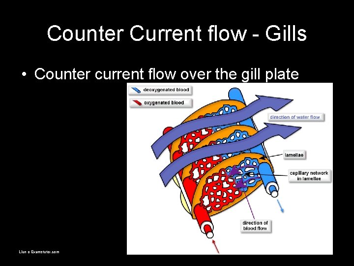 Counter Current flow - Gills • Counter current flow over the gill plate Llun