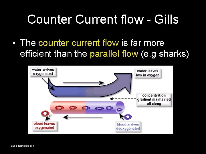 Counter Current flow - Gills • The counter current flow is far more efficient