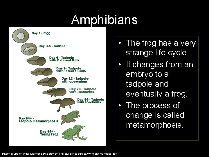 Amphibians • The frog has a very strange life cycle. • It changes from