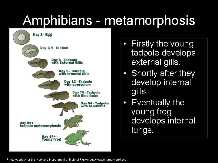 Amphibians - metamorphosis • Firstly the young tadpole develops external gills. • Shortly after