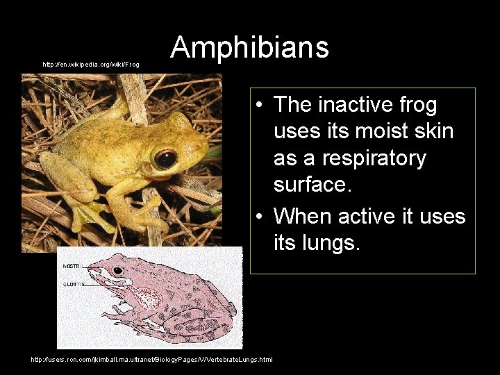 http: //en. wikipedia. org/wiki/Frog Amphibians • The inactive frog uses its moist skin as