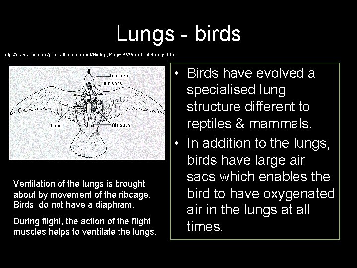 Lungs - birds http: //users. rcn. com/jkimball. ma. ultranet/Biology. Pages/V/Vertebrate. Lungs. html Ventilation of