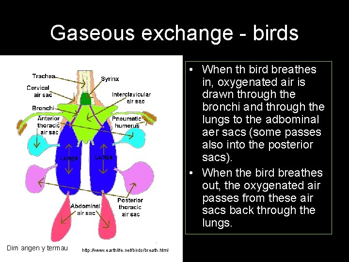Gaseous exchange - birds • When th bird breathes in, oxygenated air is drawn