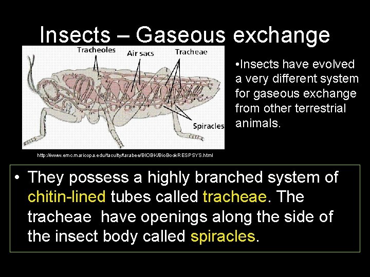 Insects – Gaseous exchange • Insects have evolved a very different system for gaseous