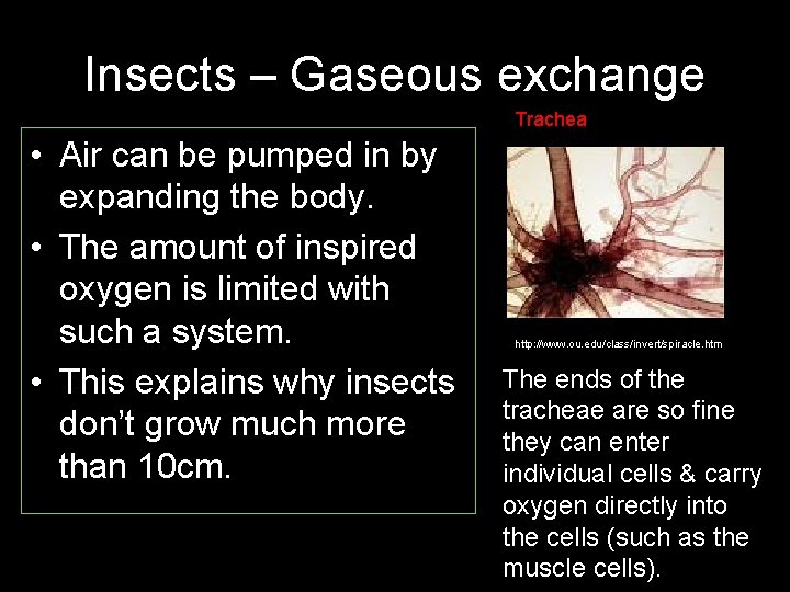 Insects – Gaseous exchange Trachea • Air can be pumped in by expanding the