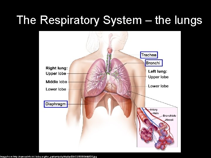 The Respiratory System – the lungs Image from http: //cancerinfo. tri-kobe. org/for_patient/pdq/Media/EN/CDR 0000466533. jpg