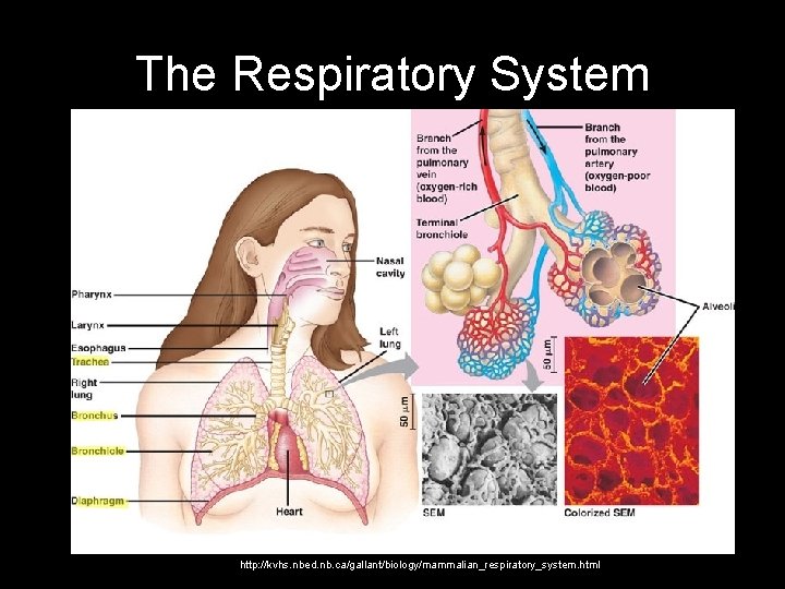 The Respiratory System http: //kvhs. nbed. nb. ca/gallant/biology/mammalian_respiratory_system. html 