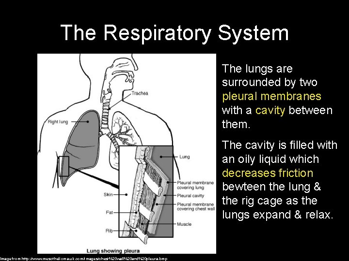 The Respiratory System Image from http: //www. mesothelioma. uk. com/images/chest%20 wall%20 and%20 pleura. bmp