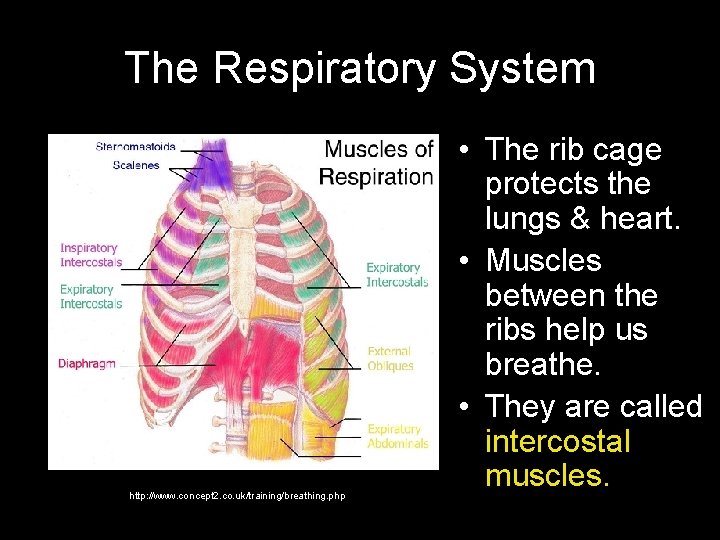 The Respiratory System http: //www. concept 2. co. uk/training/breathing. php • The rib cage