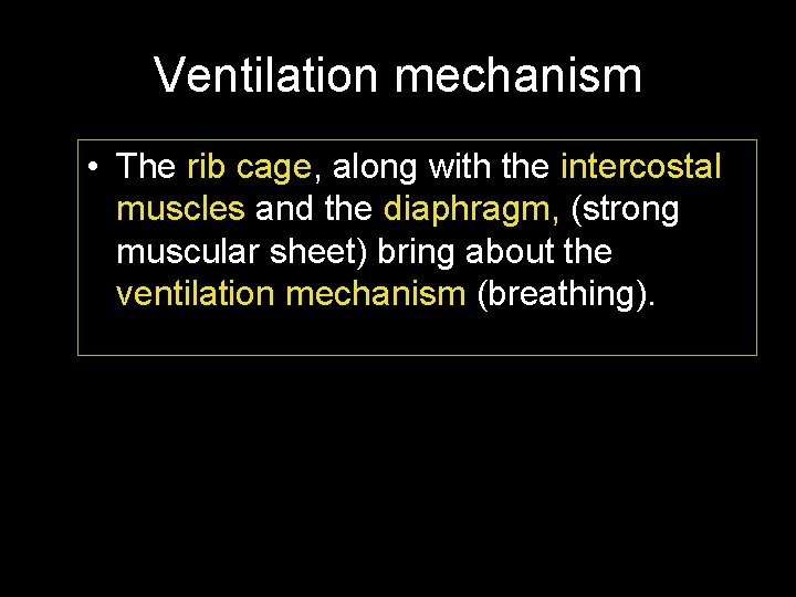 Ventilation mechanism • The rib cage, along with the intercostal muscles and the diaphragm,