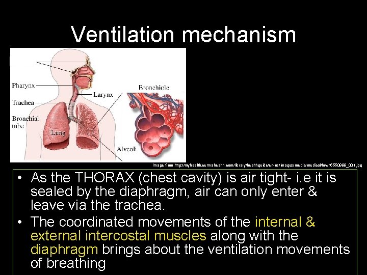 Ventilation mechanism Image from http: //myhealth. centrahealth. com/library/healthguide/en-us/images/media/medical/hw/h 5550999_001. jpg • As the THORAX