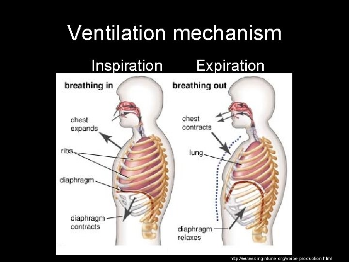 Ventilation mechanism Inspiration Expiration http: //www. singintune. org/voice-production. html 