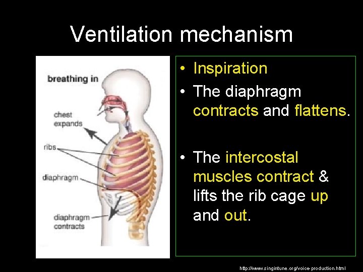 Ventilation mechanism • Inspiration • The diaphragm contracts and flattens. • The intercostal muscles