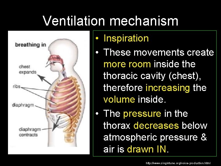 Ventilation mechanism • Inspiration • These movements create more room inside thoracic cavity (chest),