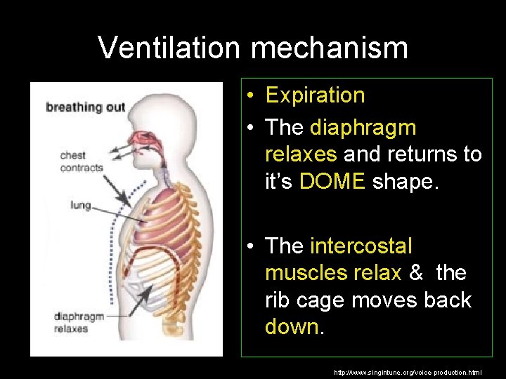 Ventilation mechanism • Expiration • The diaphragm relaxes and returns to it’s DOME shape.